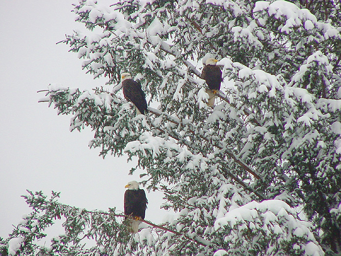 Three American Bald Eagles in a Tree.